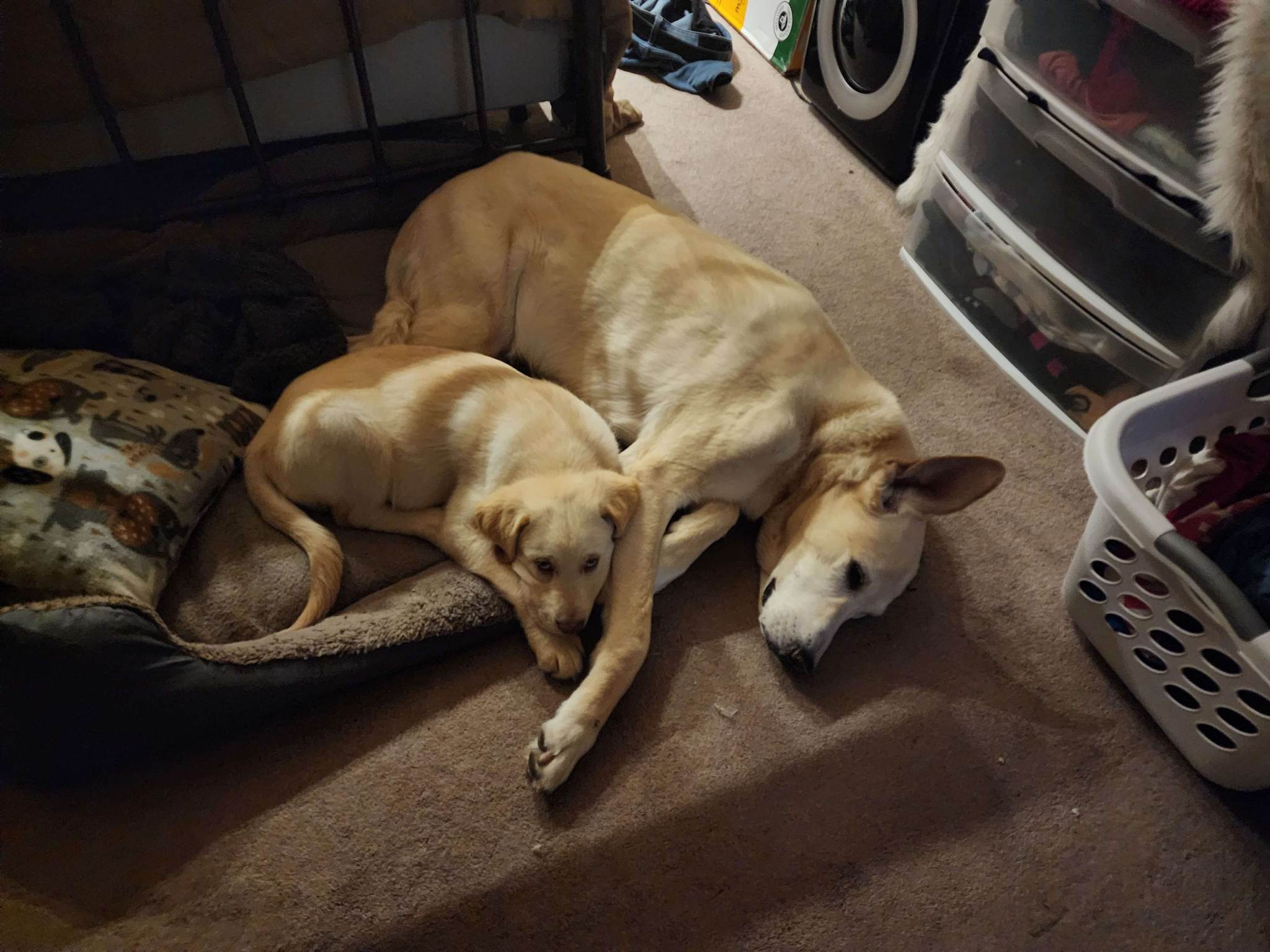 Puppies!